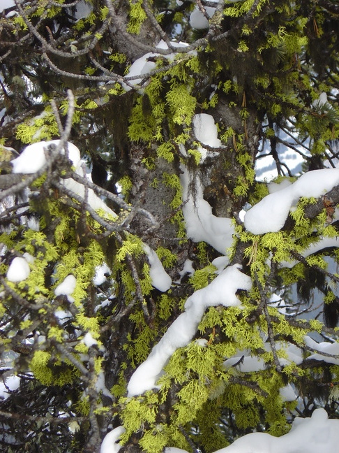 lichen